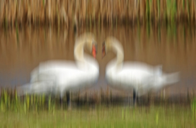 Swan to Swan